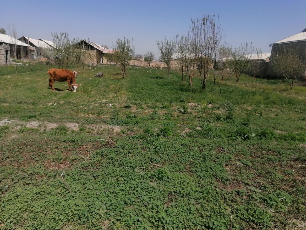 Salom tayor yer uchaska sotiladi.