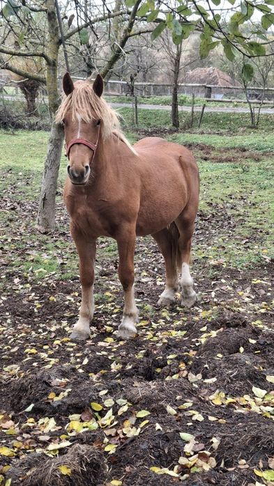 Mînză șargă de vînzare