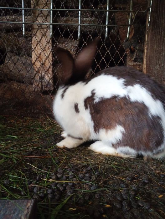 De vânzare iepuri diferite vârste și marimi