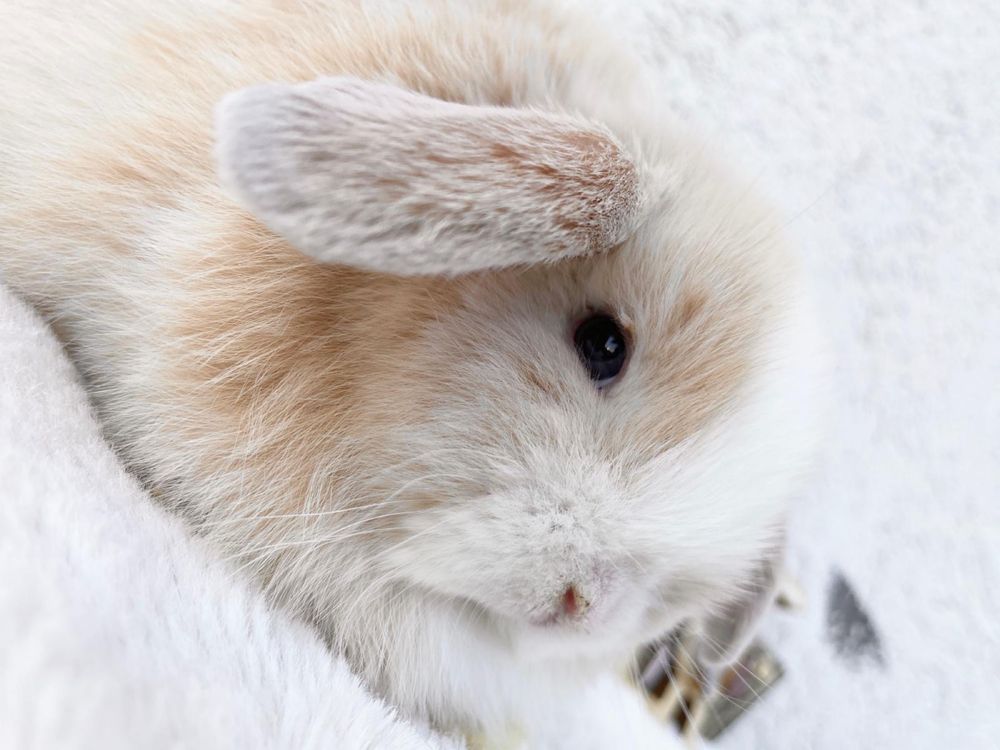 Iepuri pitici de companie berbec pitic/holland lop/mini lop