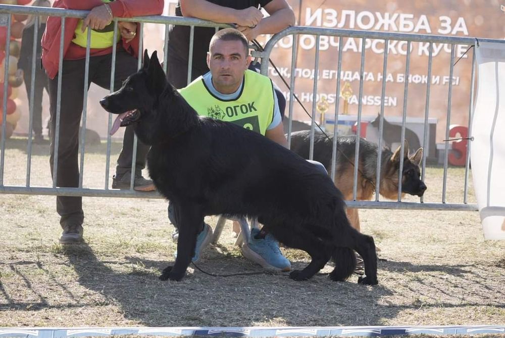 Продавам Немски Овчарки