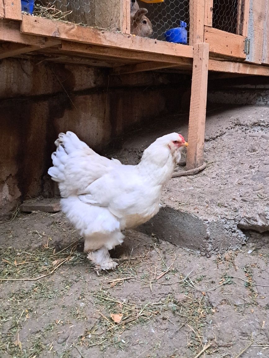 Ouă pentru incubație