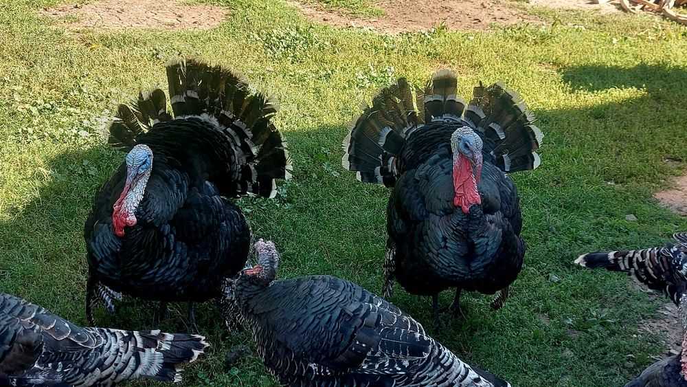 Curcani în viu sau carcasă