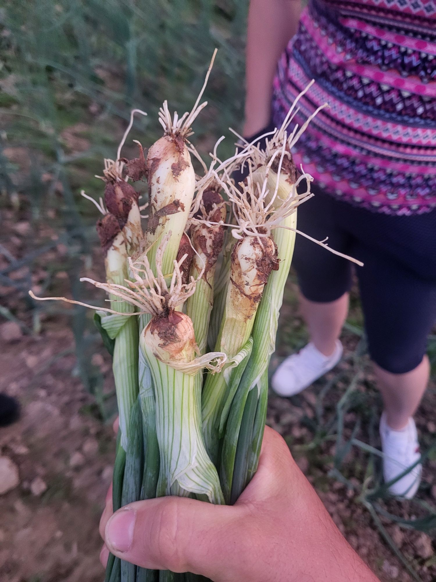 De vânzare ceapa verde