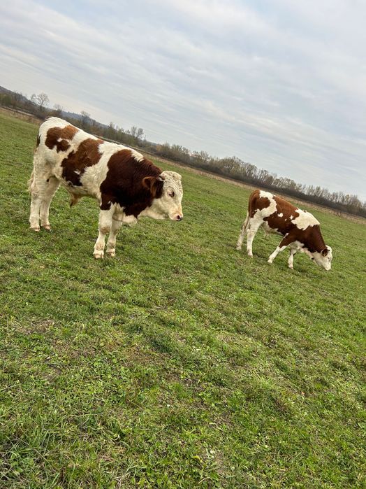 Vând viței bălțați