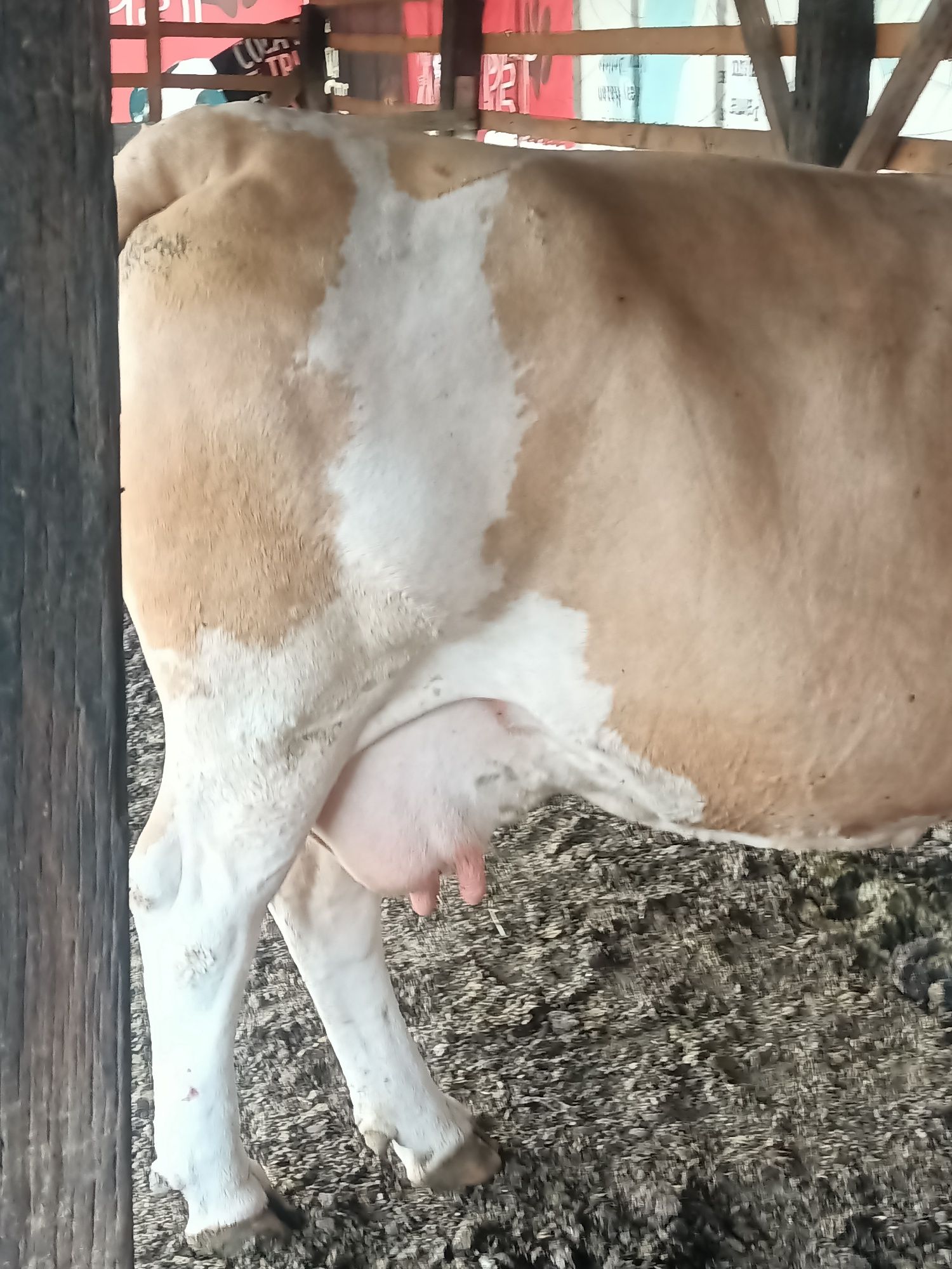 Vând vaca bălțată românească