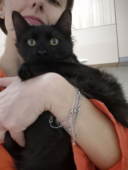 Pufarina motanel de adoptat