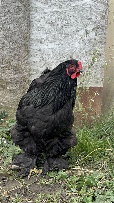 Familie brahma negre 2025