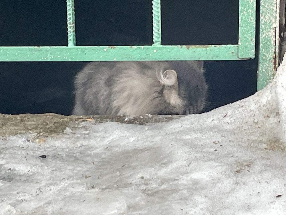 Домашний Сибирский Котик /Кошечка в подвале