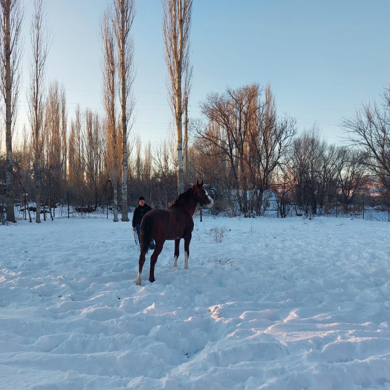 Лошадь   Турар рускулов
