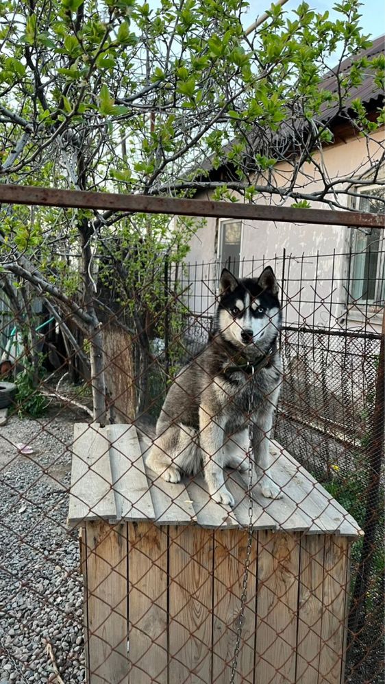 Продам в добрые руки. Сибирский Хаски чистокровный.