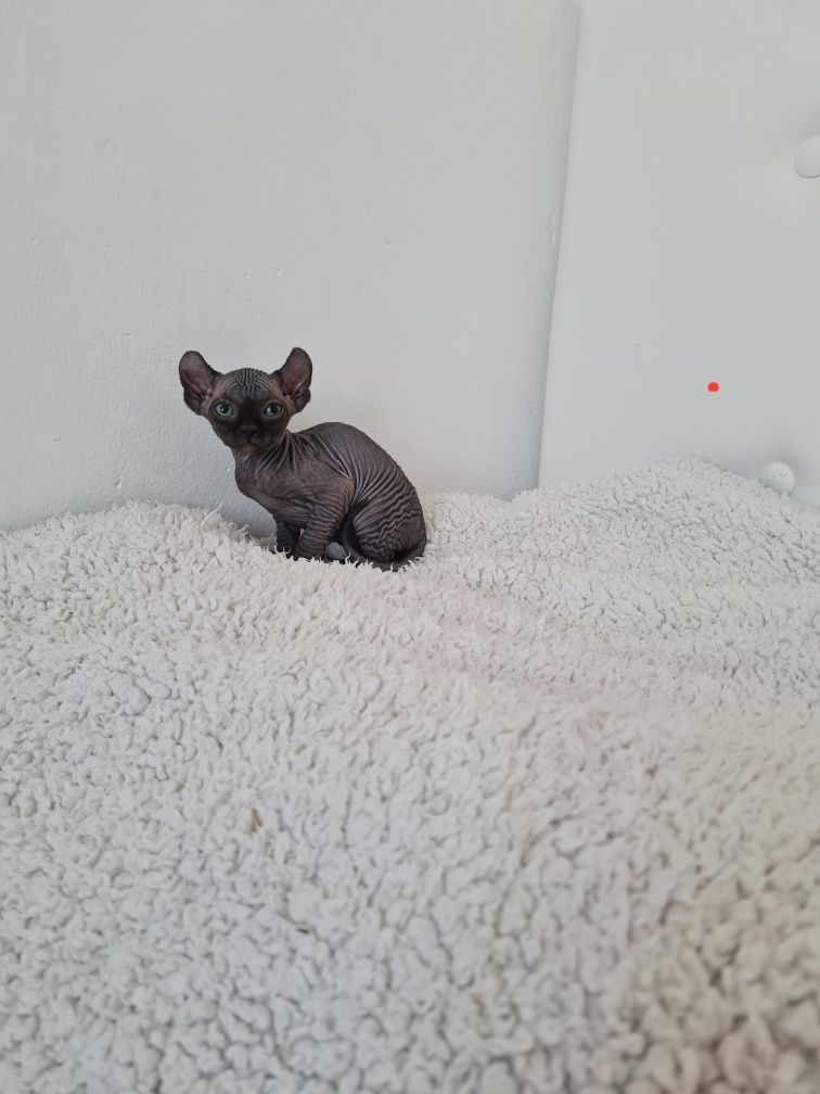Pisicuta sphynx femela