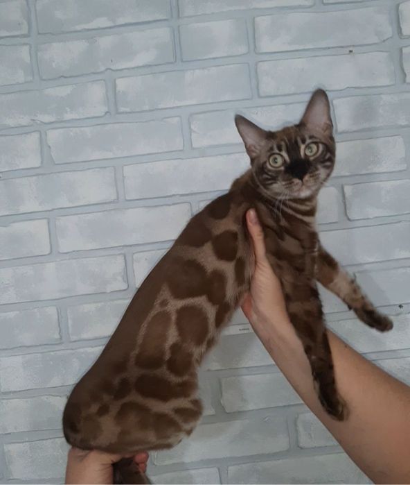 Бенгальские котята