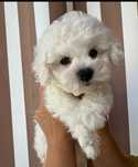 Bichon maltez talie mica