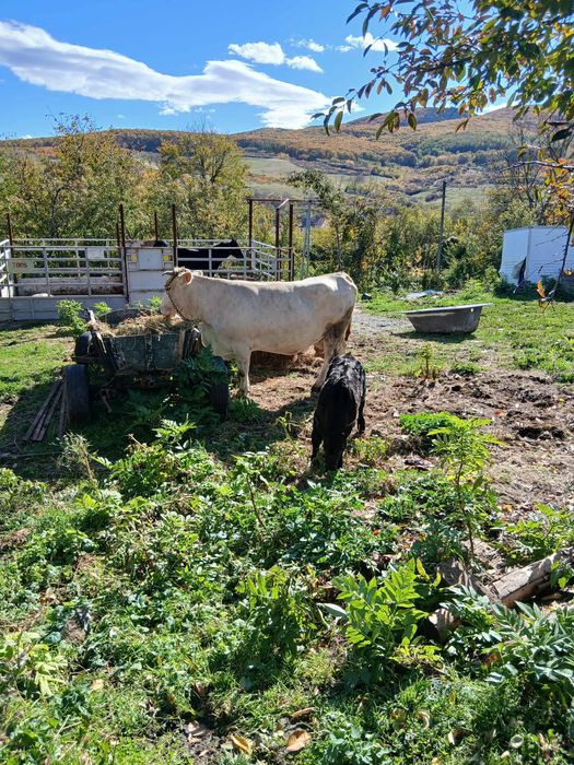 Vând vaca cu vitel belgian