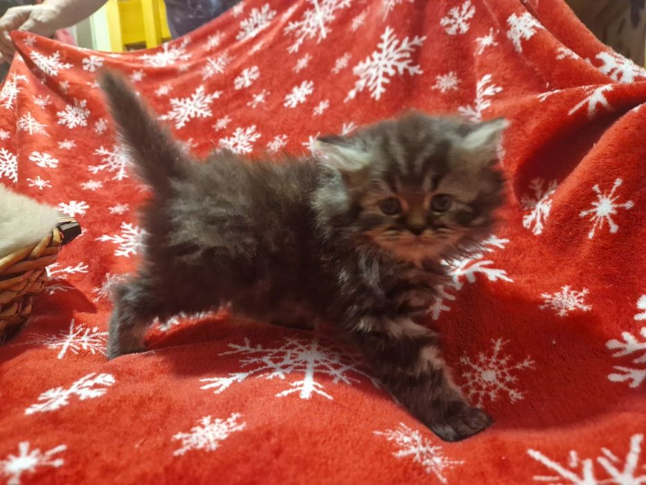 Персийски котета