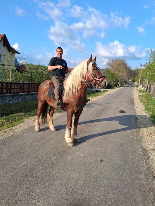 Armăsar pentru monta