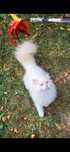 British longhair ultimul baiat din cuib felisa autorizata