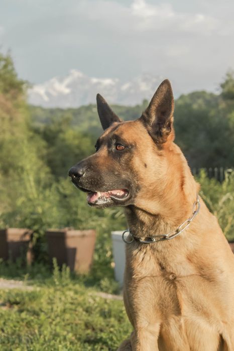 Бельгийская овчарка. Вязка! Привозной племенной кобель  - малинуа