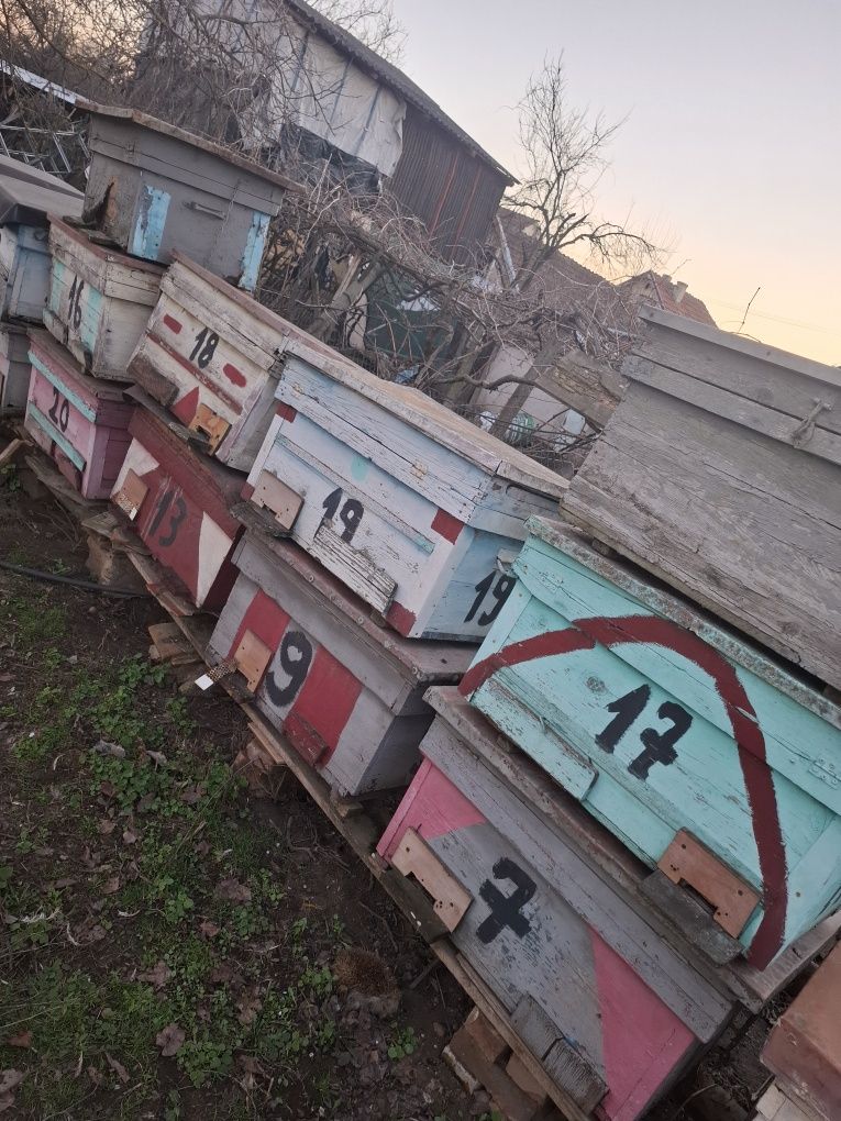 Vand stupi de albine si rame