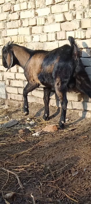 Продаем  коз и козла . Ешки сатыады