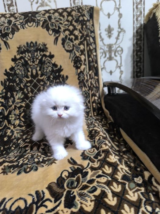 Готовятся приобрести новую семью очаровательные котята Скотиш Фолд