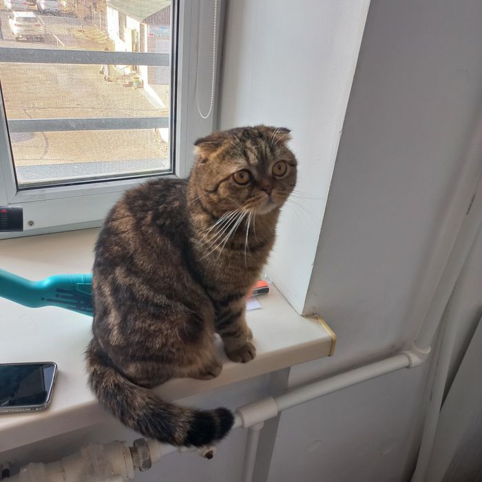 Кот шотландский вислоухи