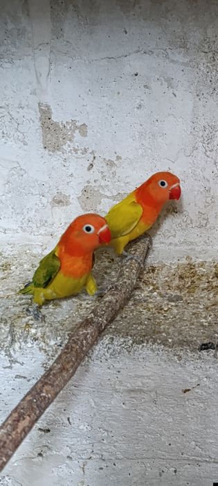 Golden opa сотилади