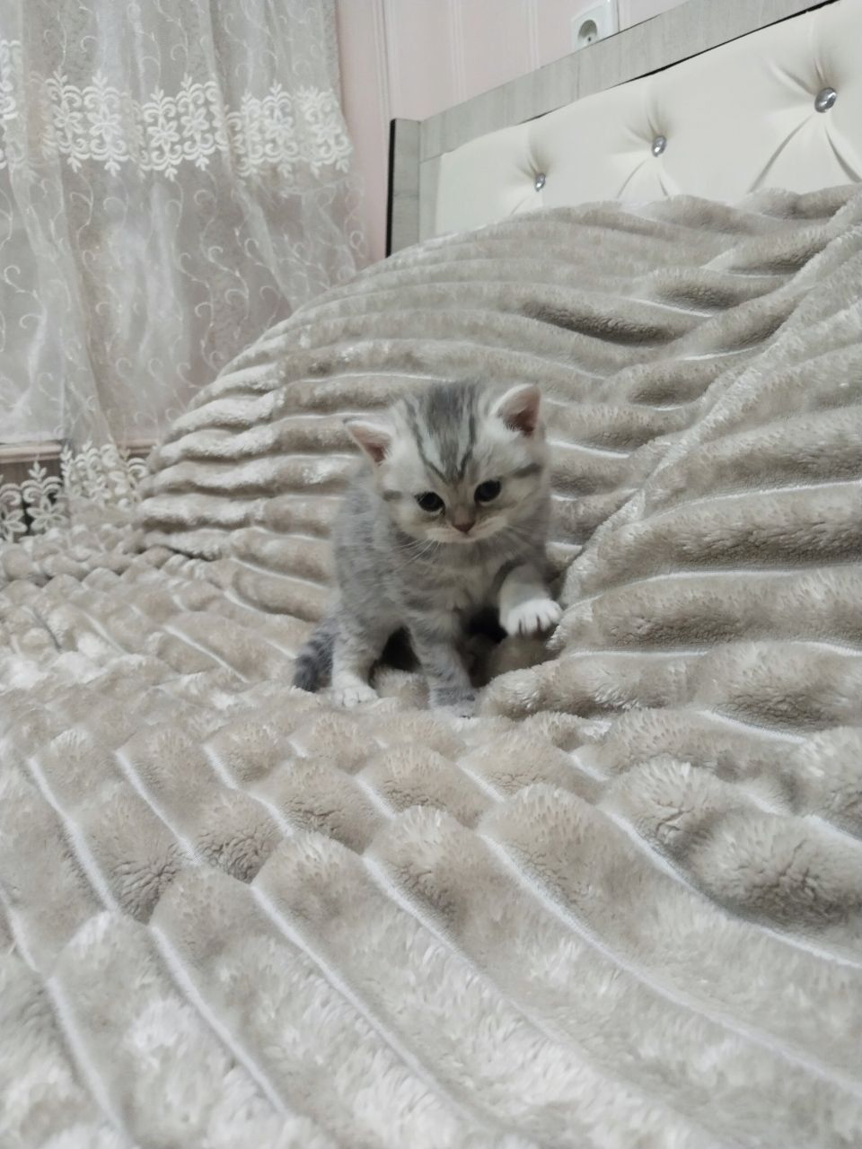 Британский Шиншилла Котята