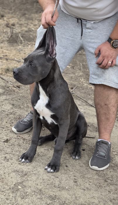 Mascul cane corso
