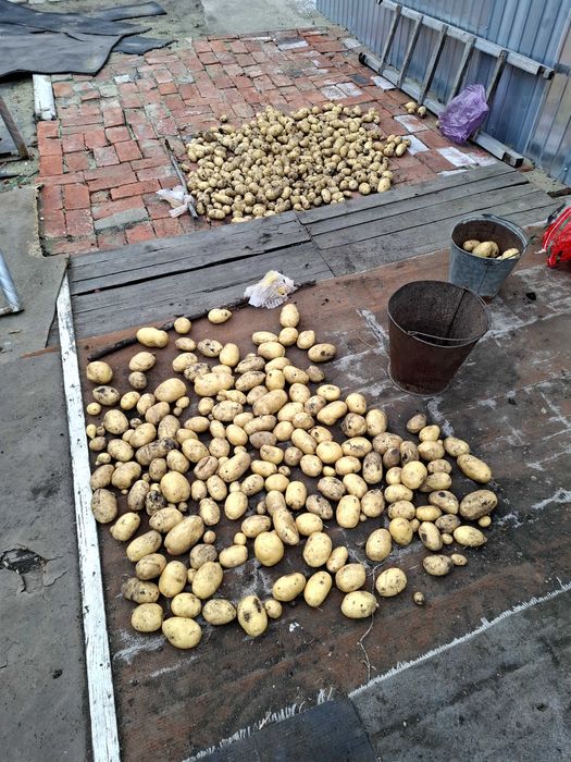 Картофель дачный