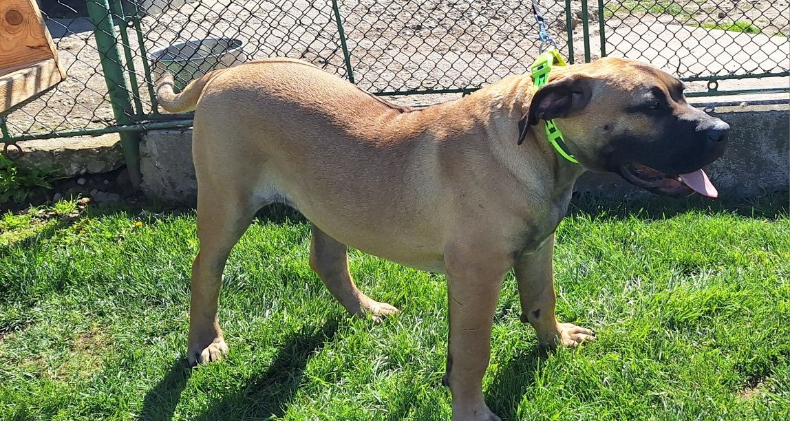 Vând cățel presa canario