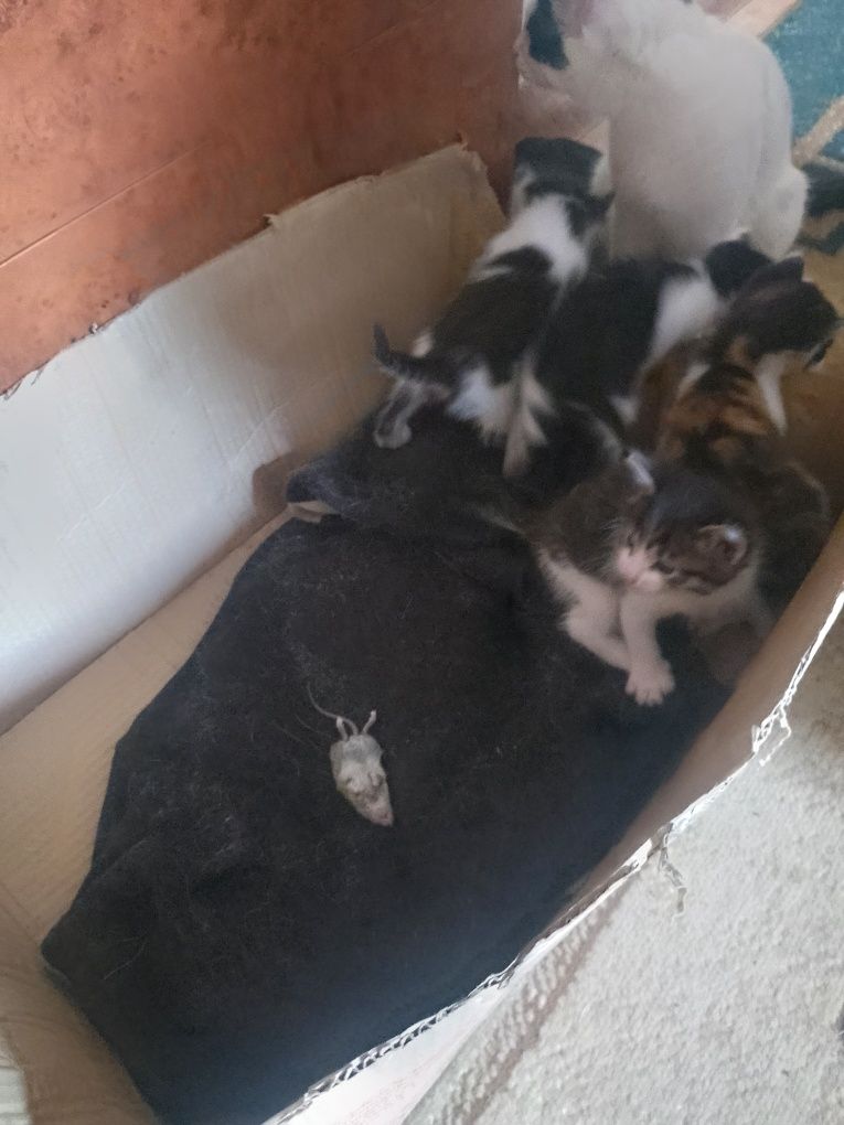 Отдам Котят Даром