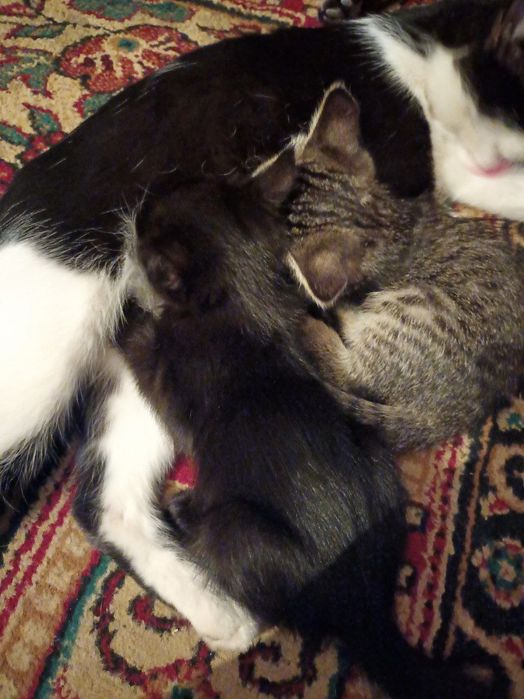 2 pishik bepula bariladi