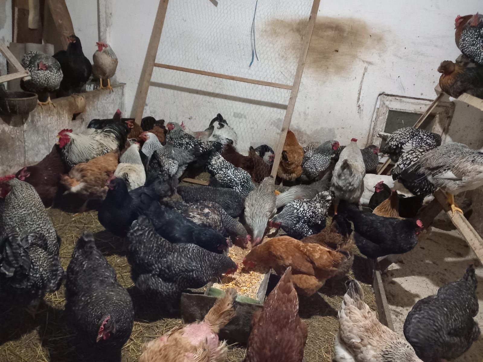 Oua pt consum proaspete găini de casa