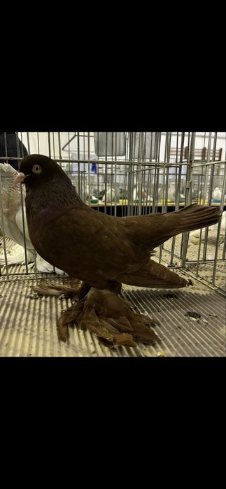 Vand porumbei din rasa Roller Persan