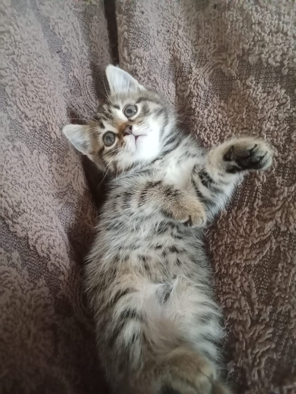 Отдам котёнка девочку в добрые руки