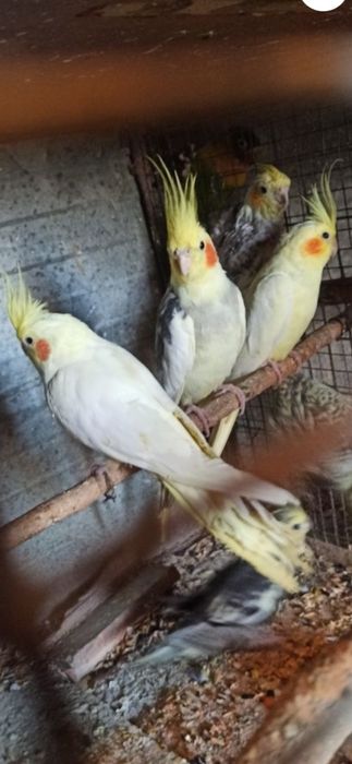 Кореллы  молодые