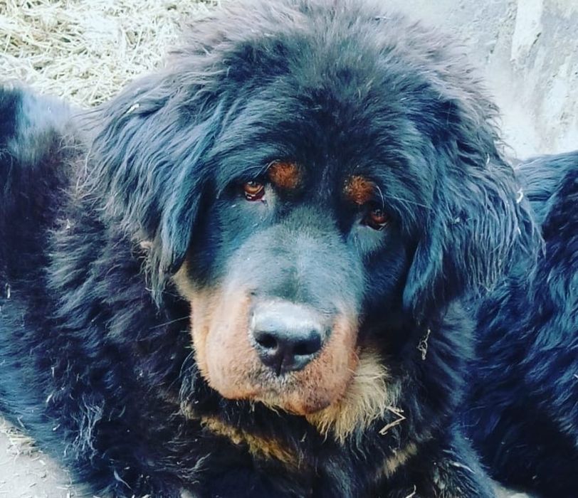 Тибетский Мастиф