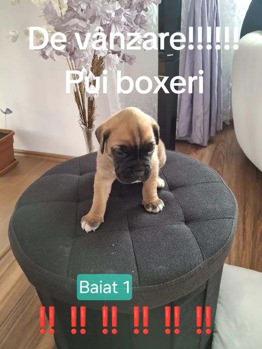 Pui de catei box