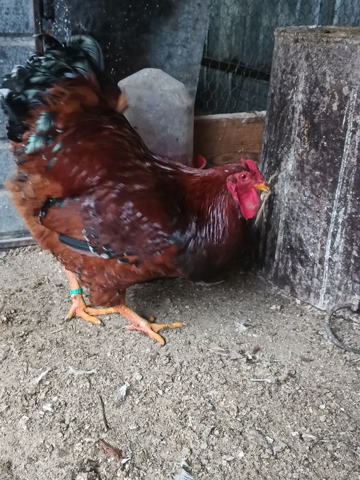 Vând cocoș wyandotte porțelan