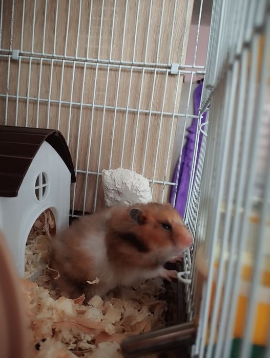 Продавам мъжки хамстер