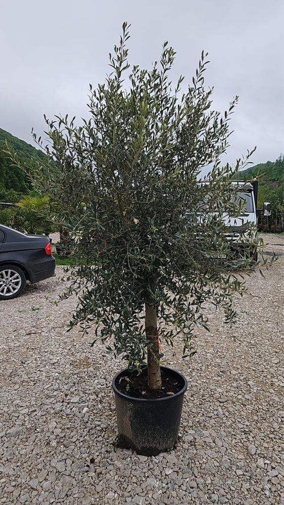 Maslini 1200 lei 2-2,5 m