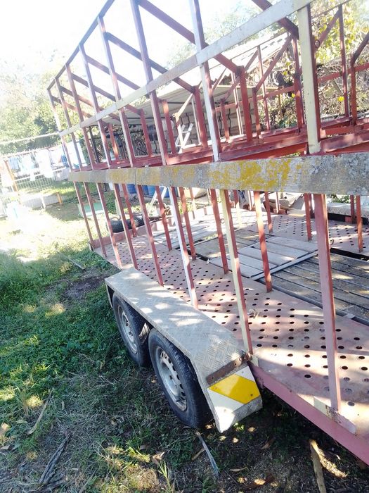 Remrca apicola 2 tone