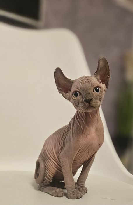 Fetita sphynx/sfinx/elf superba