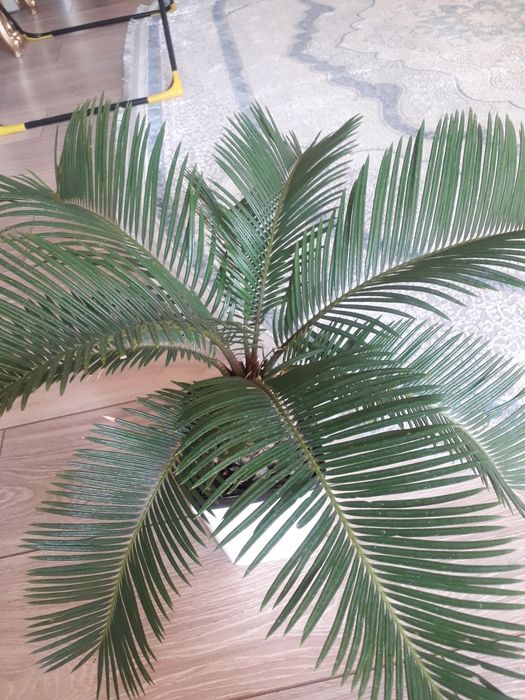 Пальма ,цикас, саговая пальма