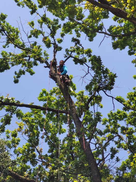 Alpinist utilitar-reparatii/vopsit acoperis/materiale publicitare+ etc