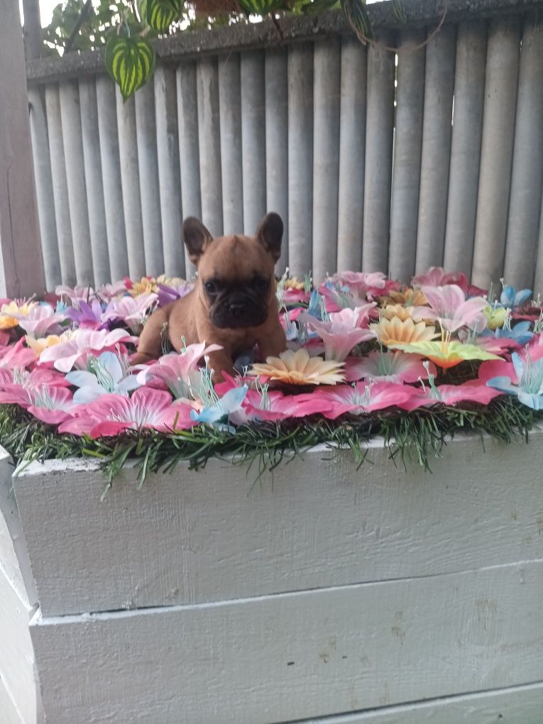 Френски булдог french bulldog