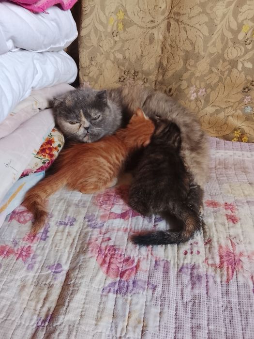 Продаются котята. Вислоушки.