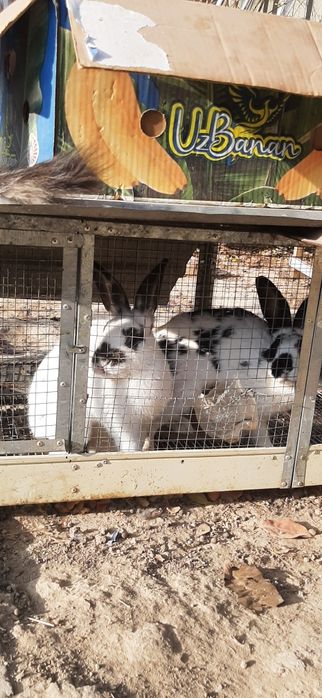 Quyonlar erkak ayoli